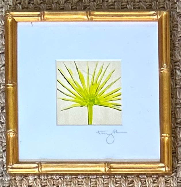 Clematis II
