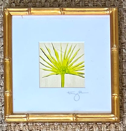 Clematis II